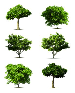 Set tree. Vector