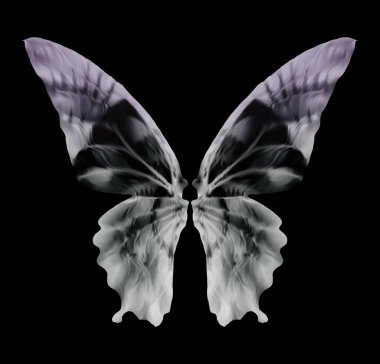 X-ray Butterfly Isolated on black. Vector