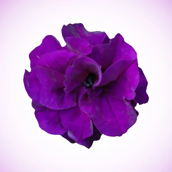 Isolated purple pansy flower head on white. Vector