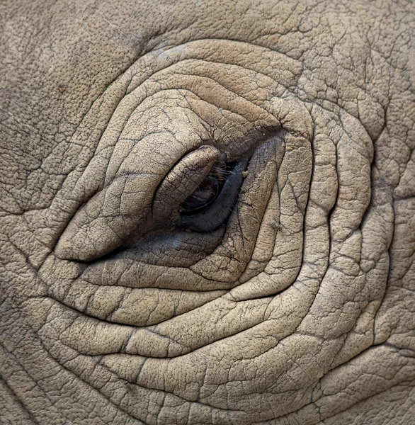 Nosorożec oczy — Zdjęcie stockowe