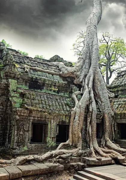 Templo de Ta Prohm em Angkor Wat — Fotografia de Stock