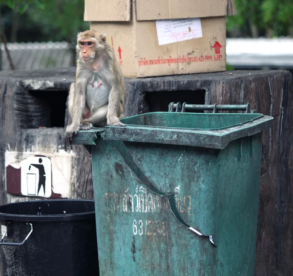 Thaiföld majmok — Stock Fotó