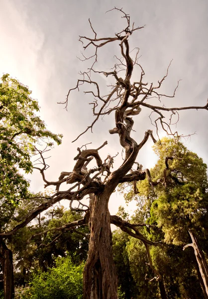 Suchý strom — Stock fotografie