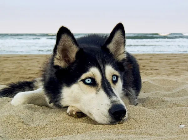 Siberische husky op het strand — Stockfoto