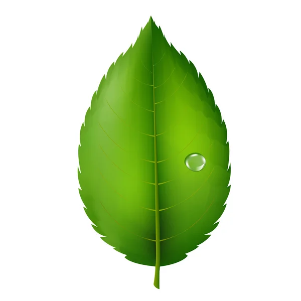 녹색 잎 — 스톡 벡터