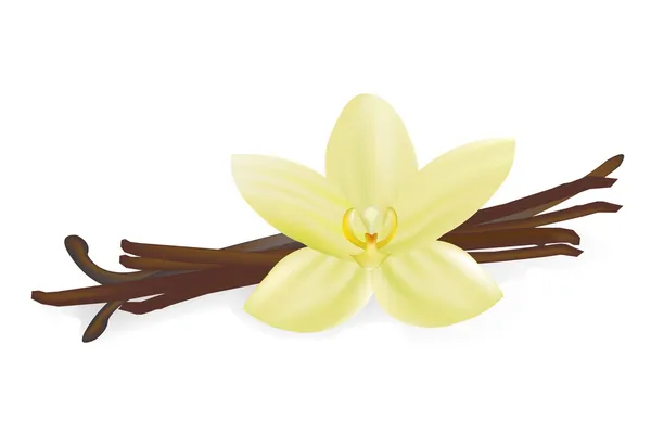 Vanilla Pods And Flower — Stock Vector
