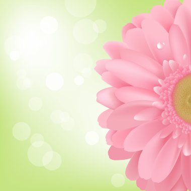 Gerbera