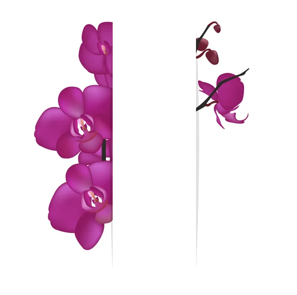 Pozadí s orchidejemi — Stockový vektor