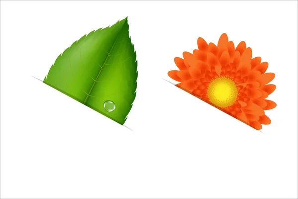 Fleur et feuille — Image vectorielle