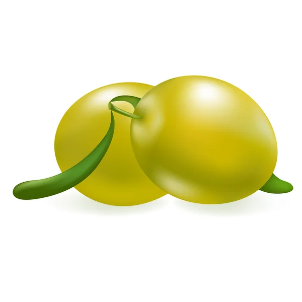 Gröna oliver — Stock vektor