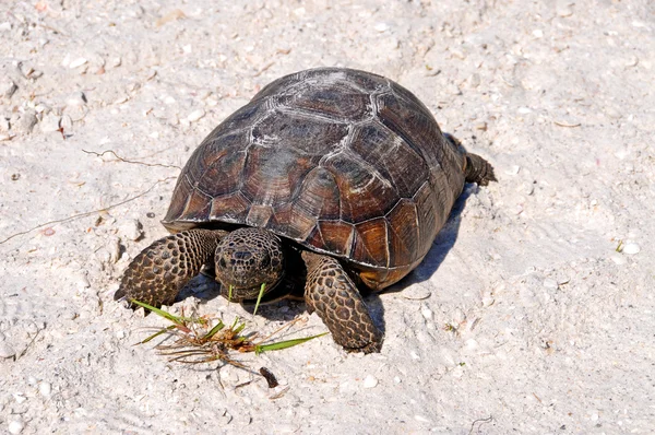 stock image Gopher Tortoise