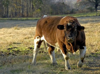 Shorthorn boğa