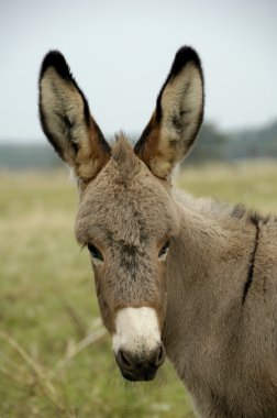 Donkey clipart