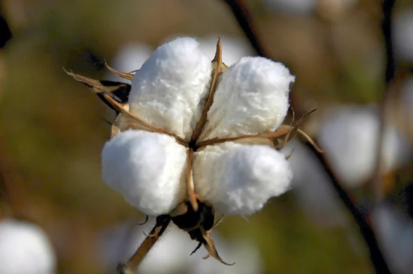 Boll de algodón 3 — Foto de Stock