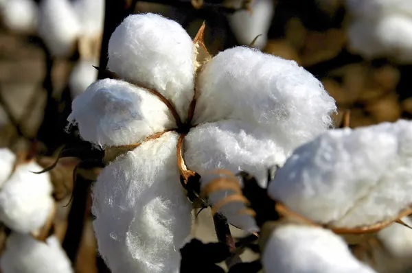 Boll de algodón — Foto de Stock