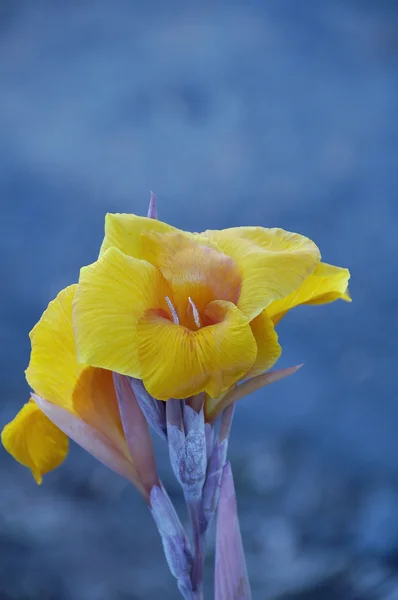 stock image Canna Lily