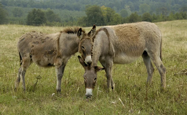 stock image Donkeys