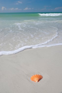 SeaShell on the Beach clipart