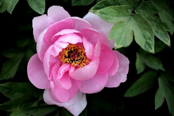 stock image Plant, peony,