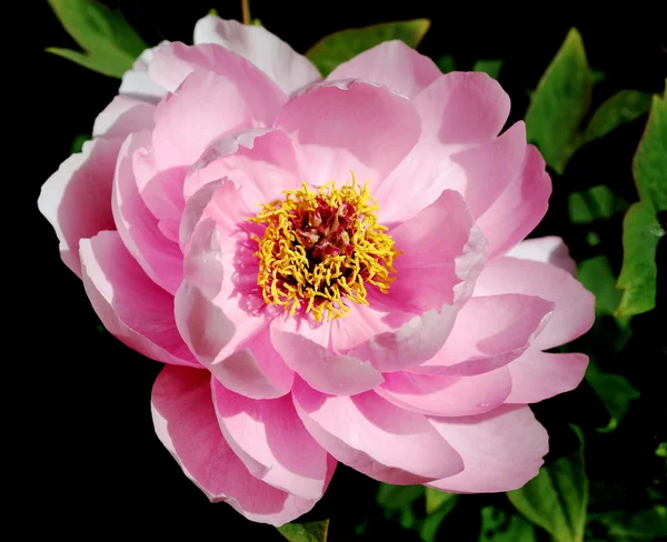 stock image Plant, peony,