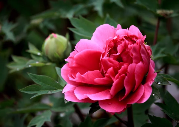 stock image Plant, peony,