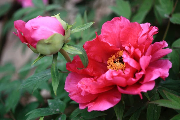 stock image Plant, peony,