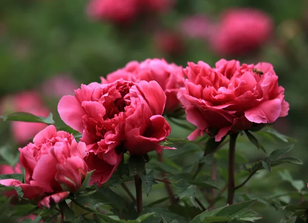 stock image Plant, peony,