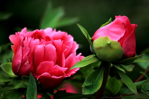 Plant, peony, — Stock Photo, Image