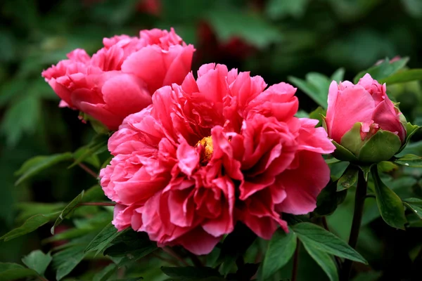 stock image Plant, peony,