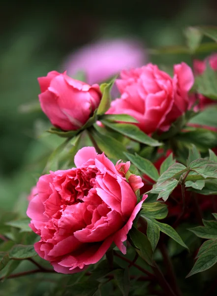 stock image Plant, peony,