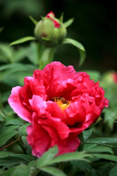 stock image Plant, peony,