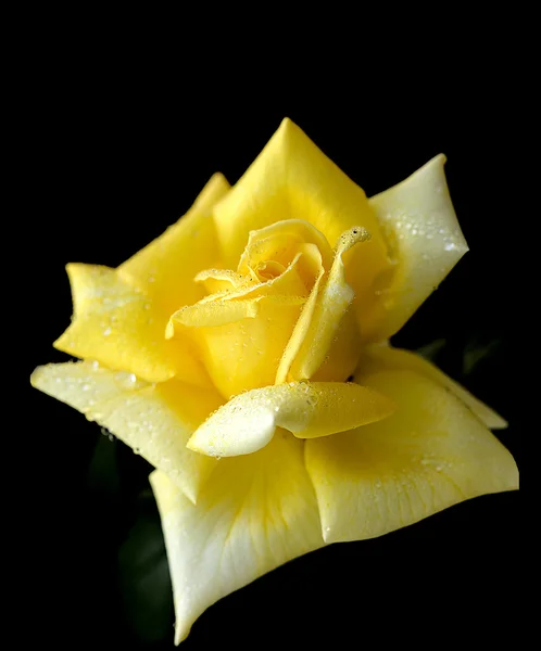 La plante, les fleurs et les plantes, la rose jaune , — Photo