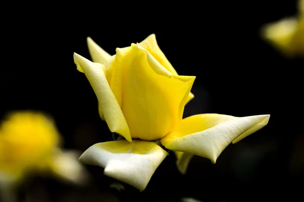 The plant, the flowers and plants, the yellow rose, — Stock Photo, Image