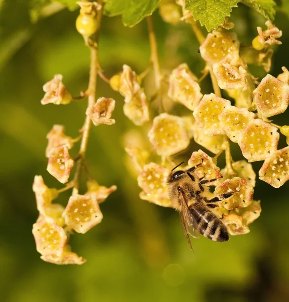 Kleine Biene — Stock fotografie