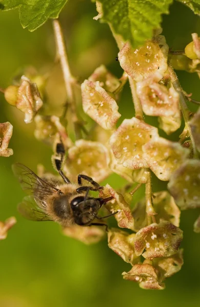 Kleine Biene — Fotografia de Stock