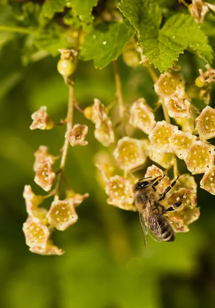 Kleine Biene — Fotografia de Stock