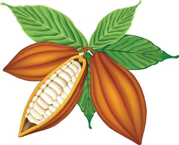 Kakaobohnen — Stockvektor