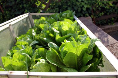 salata yatak