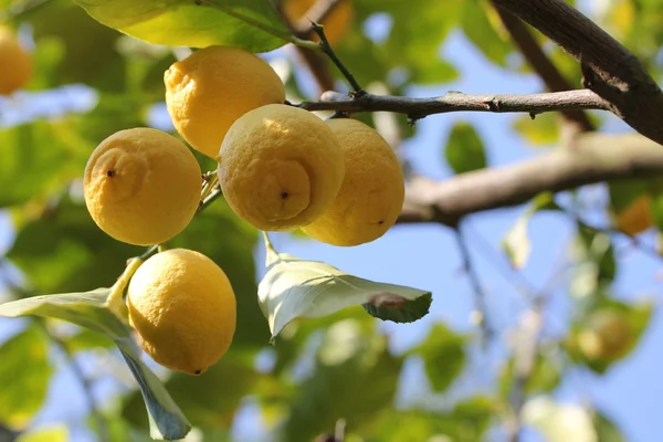 narenciye meyve ağacı