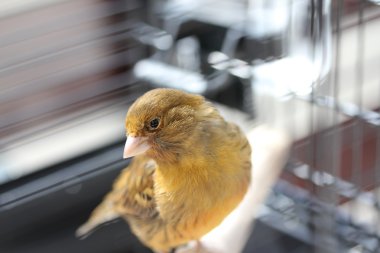 Brown canarie bird clipart