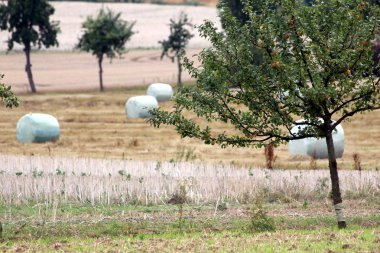 Alman tarım meadows