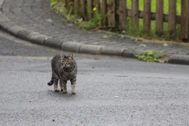 yürüyen kedi