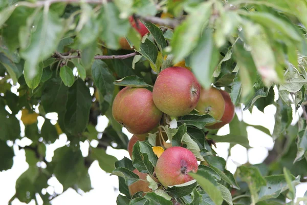 Bio äppelträd — Stockfoto