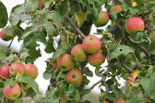 Bio äppelträd — Stockfoto