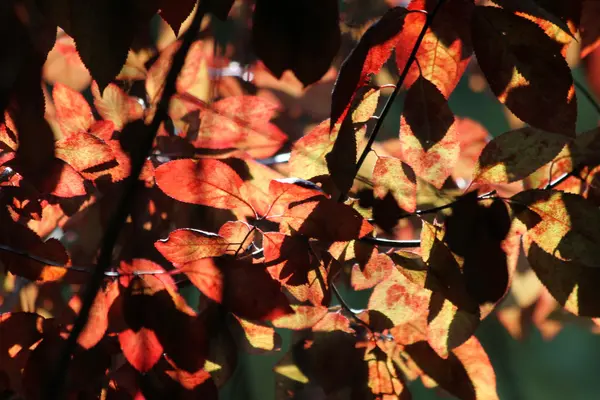 Отумская листовка — стоковое фото