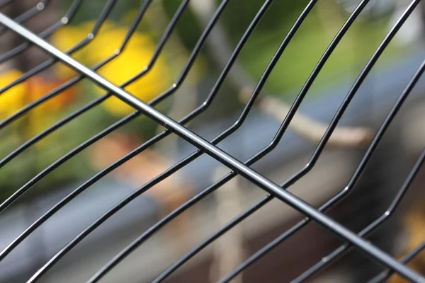 Hnědá canarie pták — Stock fotografie