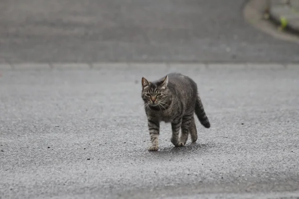 Sétáló macska — Stock Fotó