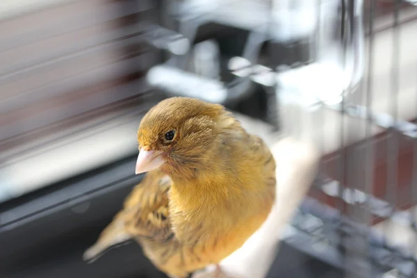 Καφέ canarie πουλί Εικόνα Αρχείου