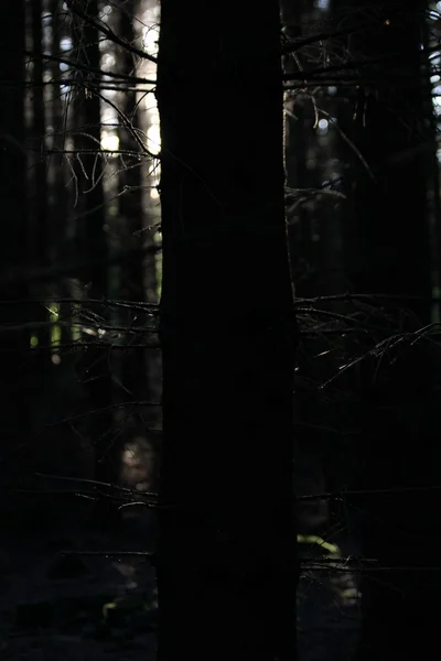 stock image Forest tree and light