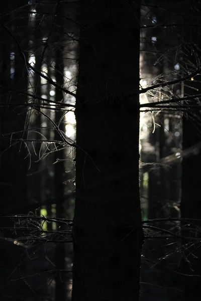 stock image Forest tree and light